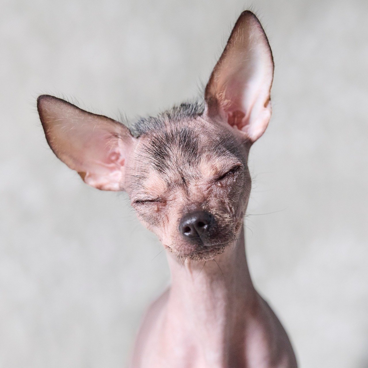 Xoloitzcuintle 1
